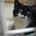 Black and white cat found in Cloyne