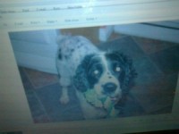 Springer spaniel lost in Cobh