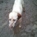 Female setter type found in Midleton