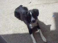 Black/white Collie missing from Glanmire