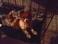 Terrier puppy found in Killeen Woods, Tralee