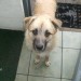 Male German Shepherd X found in Cork City