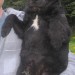 Black male medium sized terrier lost in Glandore, Co Cork