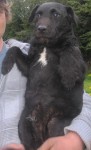 Black male medium sized terrier lost in Glandore, Co Cork