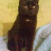 Black kitten found in Macroom