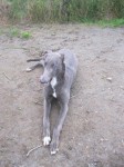 Female greyhound lost in Waterford City
