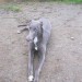 Female greyhound lost in Waterford City