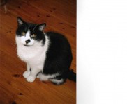 Male black and white cat lost in Ballinlough