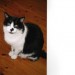 Male black and white cat lost in Ballinlough