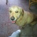 Golden Labrador found on Michelstown motorway