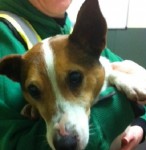 Male Jack Russell found in Cork City