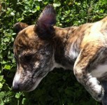 Brindle Terrier lost in Killeens