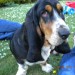 Female Basset hound lost in Kilbrin