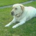 male golden labrador, lost in Matfield area