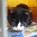 Black/white kitten found in Midleton