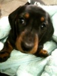 Daschund missing from Pilmore, Youghal