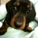 Daschund missing from Pilmore, Youghal