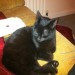 lost female black cat in glanmire.