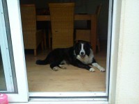 male sheepdog/collie lost in  milstreet town