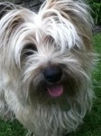 Female Cairn Terrior Lost in Ballyvolane, Cork.