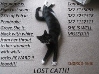 Lost Black and White Female cat