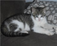 Young cat/kitten found- Frankfield