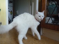 white cat found in balincollig