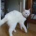 white cat found in balincollig