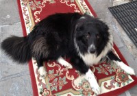 Black/White Collie Sheepdog found in Cork City, Southside