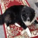 Black/White Collie Sheepdog found in Cork City, Southside