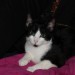 LOST BLACK & WHITE CAT BALLINCOLLIG The Cloisters