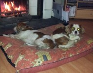 Missing 2 Brown and white King Charles Cavalier dogs- Freemount area