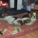 Missing 2 Brown and white King Charles Cavalier dogs- Freemount area