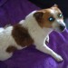 Male tan and white Jack Russell