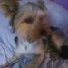 Male Yorkshire Terrier Found in Togher