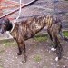 Female Lurcher found between Mallow and Doneraile