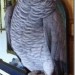 Female Congo African Grey parrot lost in Glengarriff  near Barley Lake