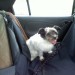 Female terrier found in Charleville