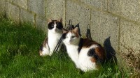 2 females domestic cats are missing from Tramore,Clarinwood