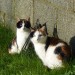 2 females domestic cats are missing from Tramore,Clarinwood