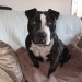 Male Staffordshire Terrier X