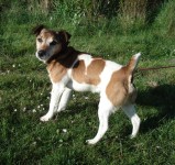 FOUND Elderly male JRT found in Ballinhassig but could have originated in another area.