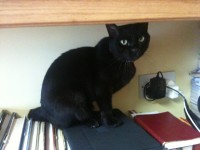 Maya, a black Bombay cat missing from Ballycotton