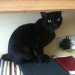 Maya, a black Bombay cat missing from Ballycotton