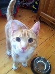 Young Male Ginger Tabby Found in St Johns College Cork City