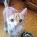 Young Male Ginger Tabby Found in St Johns College Cork City