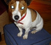 Found Male JRT with Cateracts in northside of cork city