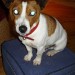 Found Male JRT with Cateracts in northside of cork city
