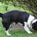 male collie cross