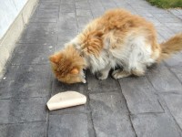 Male foxy and white long haired cat